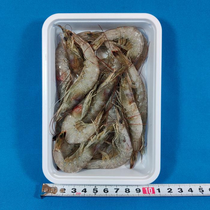 芝えび パック つりえさ テンヤ釣り 海老 海上釣堀 エビ 冷凍エサ