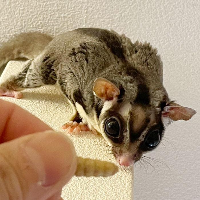 ハリちゃんモモちゃんのおやつ 虫エサ モモンガ フクロモモンガ