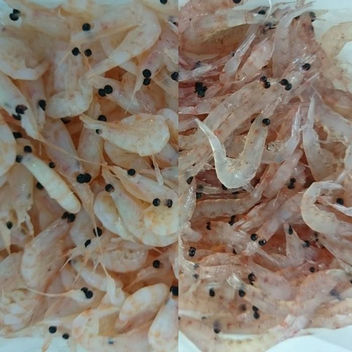 Gクリル 2022モデル Wパックハーフ ハーフ LL 釣り餌 オキアミ 冷凍 ll ボイル 生 サシエサ - Blueearthfishing G012 1