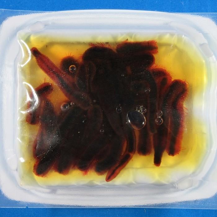 ｇ本虫 釣り餌 本虫 冷凍 G029 Blueearthfishing Yahoo 店 通販 Yahoo ショッピング