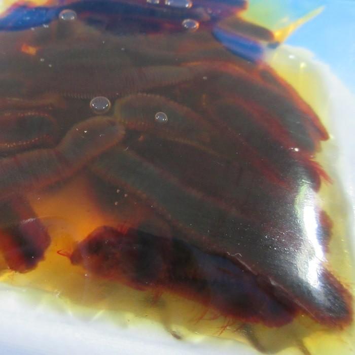 ｇ本虫 釣り餌 本虫 冷凍 G029 Blueearthfishing Yahoo 店 通販 Yahoo ショッピング