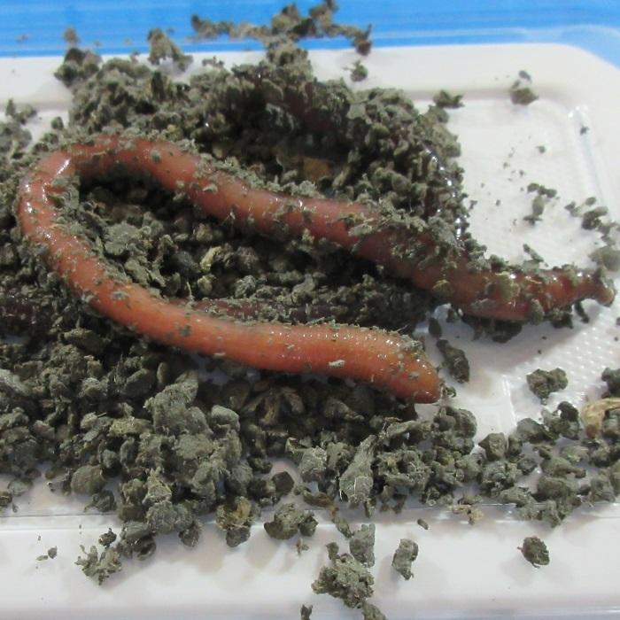 ドバミミズ えさ みみず 川 渓流釣り 活き餌 渓流 N004 Blueearthfishing Yahoo 店 通販 Yahoo ショッピング