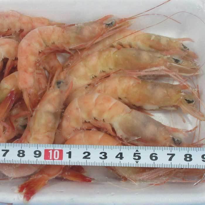 ヒゲナガエビ 釣り餌 えび 海老 サシエサ 冷凍 R006 Blueearthfishing Yahoo 店 通販 Yahoo ショッピング