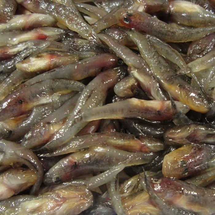 小ハゼ不凍加工 釣り餌 コハゼ サシエサ 冷凍 W006 Blueearthfishing Yahoo 店 通販 Yahoo ショッピング