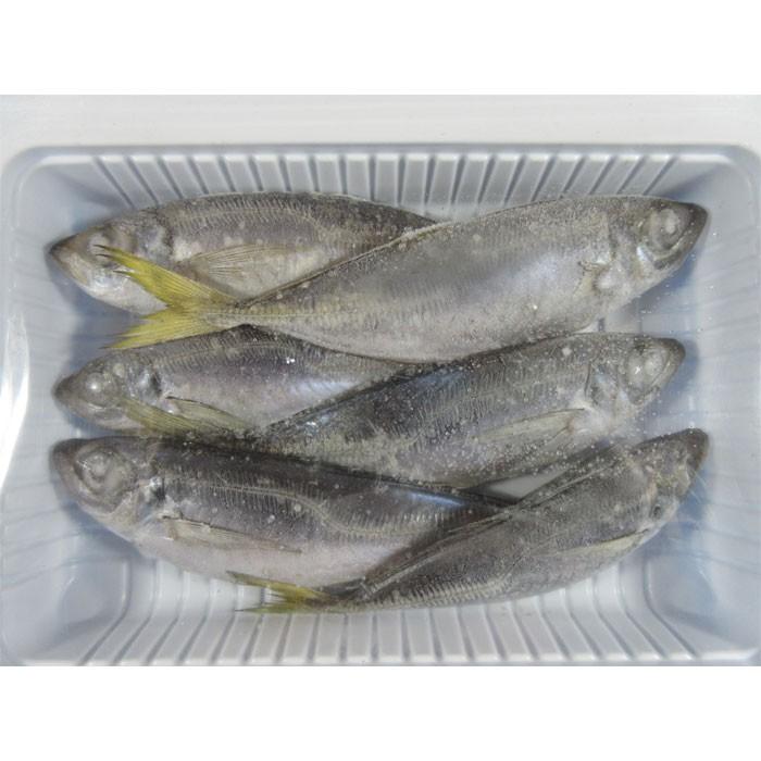 アジ6匹入り 釣り餌 あじ サシエサ 冷凍 : BlueEarthFishing Yahoo!店