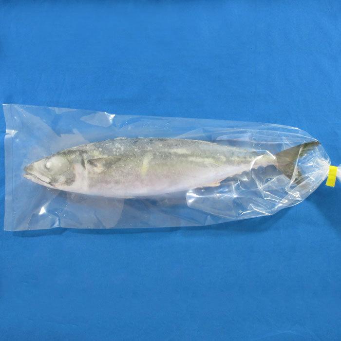 在庫一掃 サバ1本袋入 釣り餌 ツリエサ つりえさ さば サシエサ 冷凍 Ocharecords Com