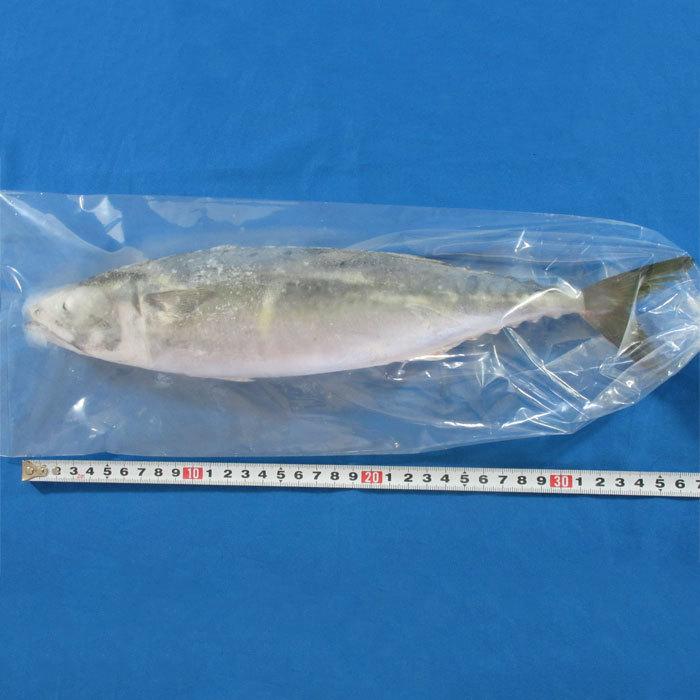 サバ1本袋入 釣り餌 ツリエサ つりえさ さば サシエサ 冷凍 :w015:BlueEarthFishing Yahoo!店 - Blueearthfishing W015 1
