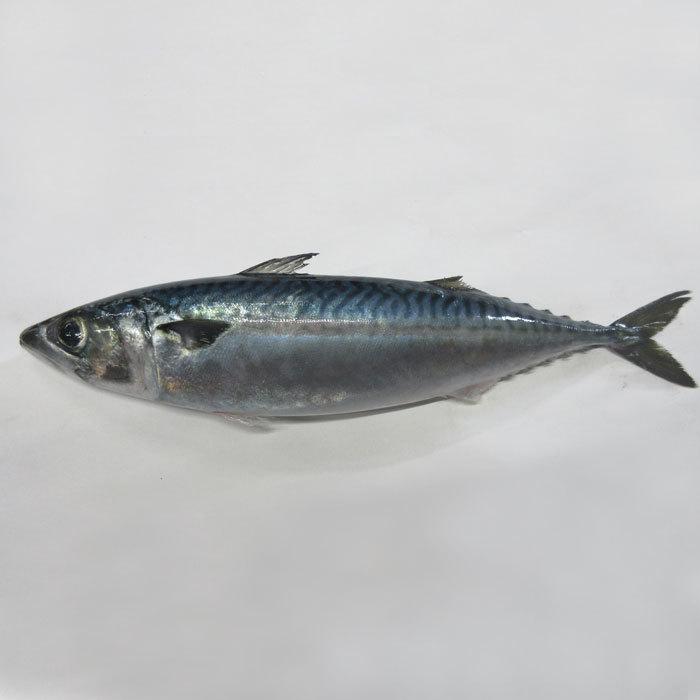 在庫一掃 サバ1本袋入 釣り餌 ツリエサ つりえさ さば サシエサ 冷凍 Ocharecords Com