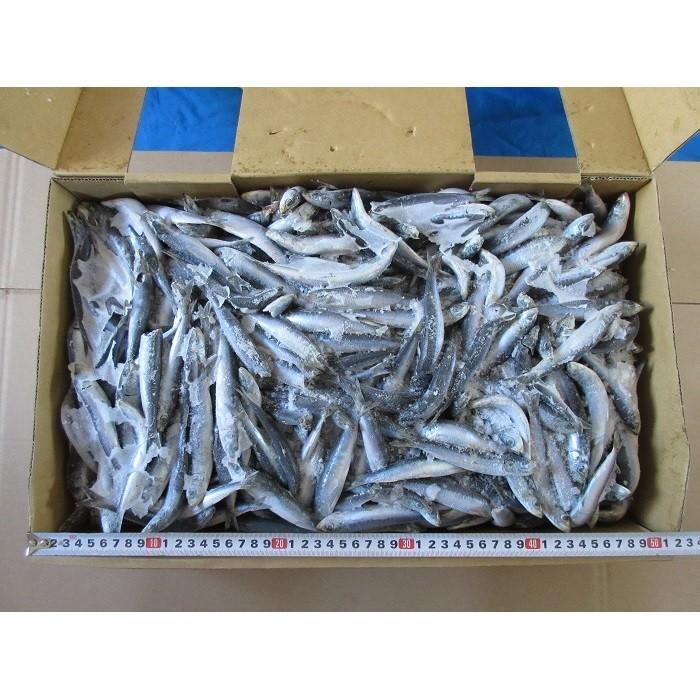 いわし10kg板 小 釣り餌 イワシ 冷凍板 同梱不可 冷凍 X002 Blueearthfishing Yahoo 店 通販 Yahoo ショッピング