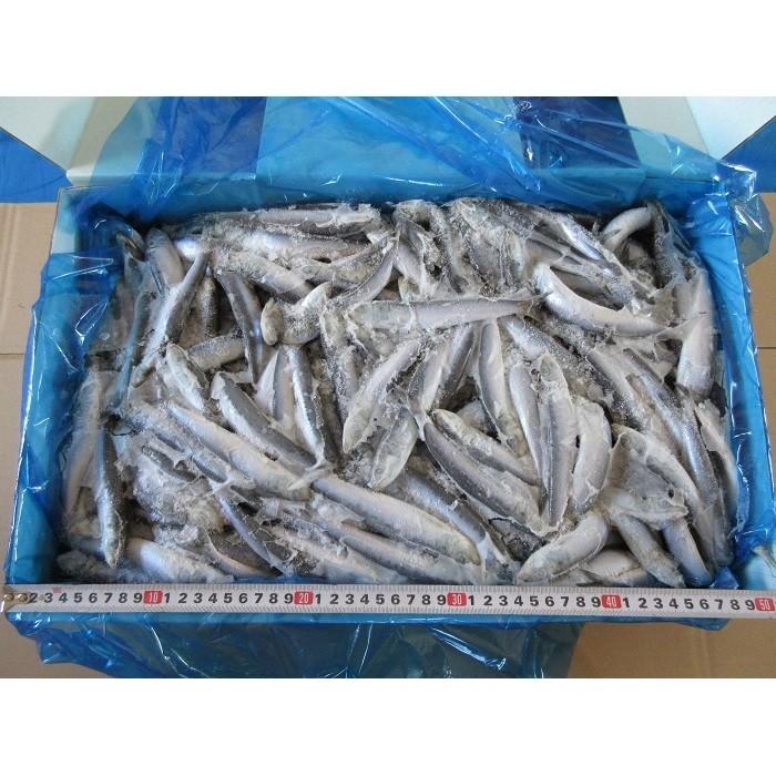 いわし10kg板 大 釣り餌 イワシ 冷凍板 同梱不可 冷凍 X003 Blueearthfishing Yahoo 店 通販 Yahoo ショッピング