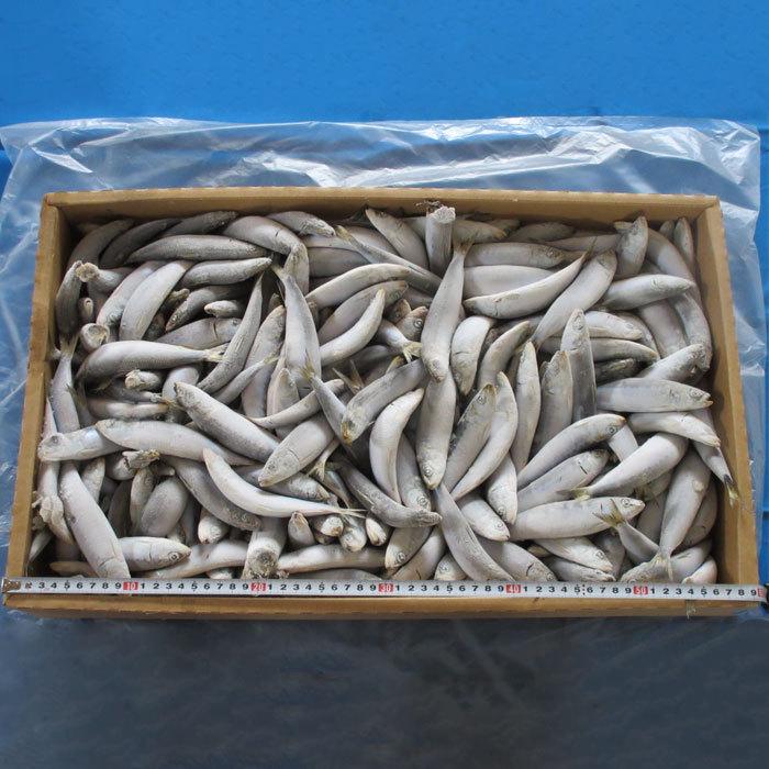 公式ショップ いわし13kg板 大 釣り餌 イワシ 冷凍板 同梱不可 冷凍 現品