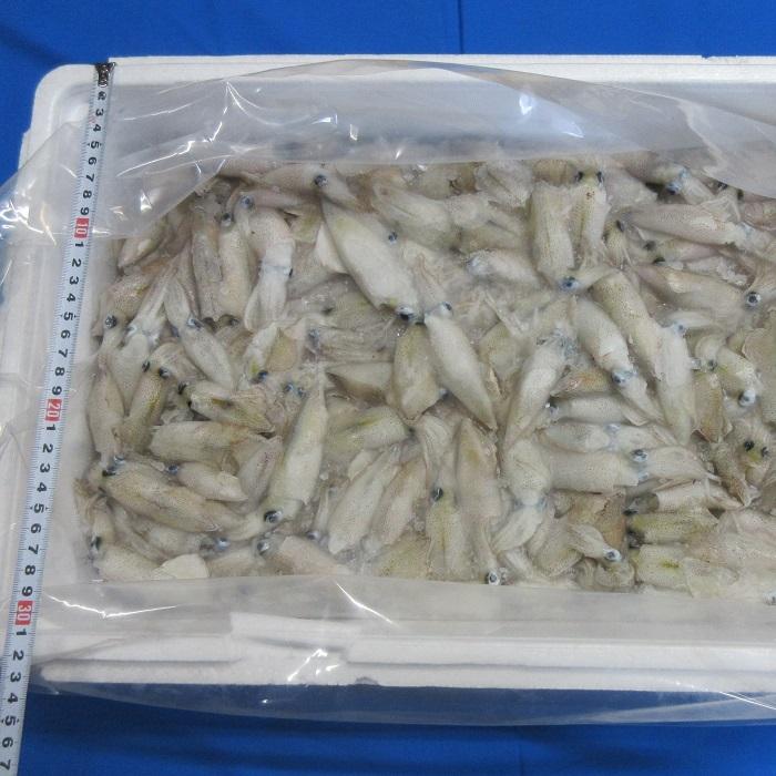 ヒイカ10kg板 釣り餌 ひいか 冷凍板 同梱不可 冷凍 :x007:BlueEarthFishing Yahoo!店 - Blueearthfishing X007 3