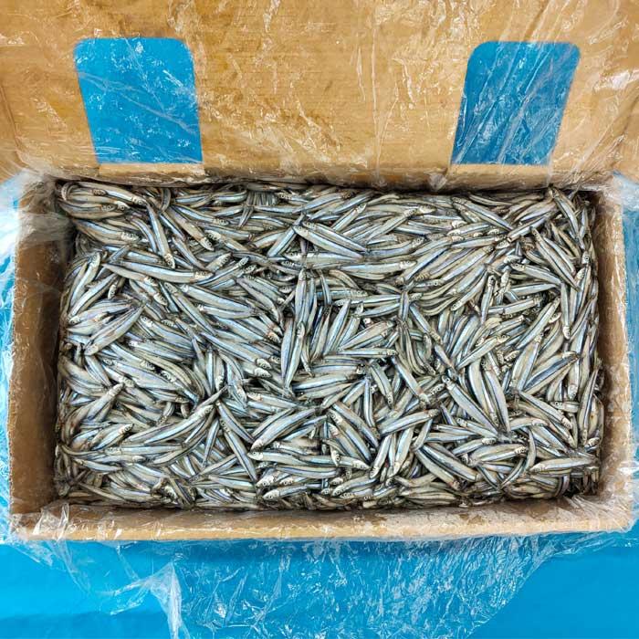 きびなご10kg板 小さめマキ用 釣り餌 キビナゴ 冷凍板 同梱不可 きびなご10kg板 小さめマキ用 釣り餌 キビナゴ 冷凍板 同梱不可