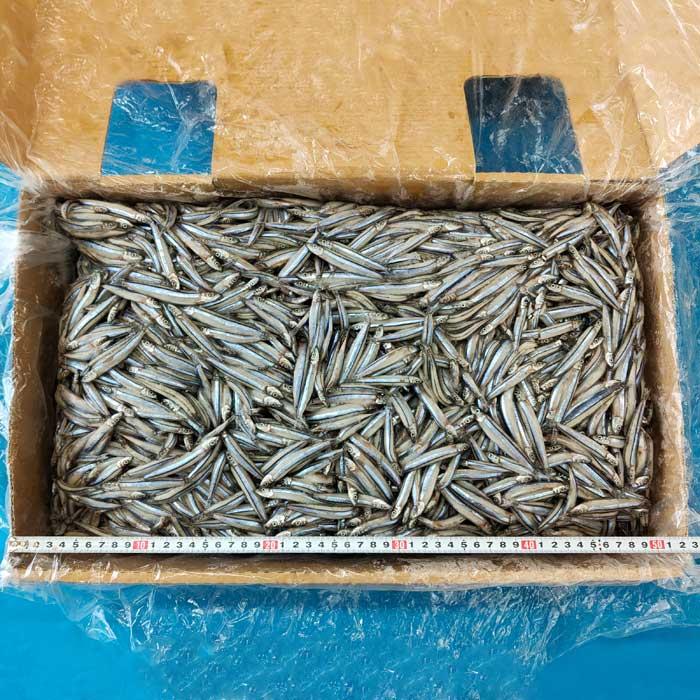 きびなご10kg板 小さめマキ用 釣り餌 キビナゴ 冷凍板 同梱不可