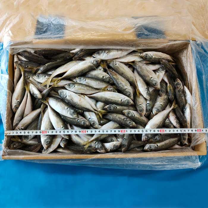 小あじ10kg板(大) 釣り餌 アジ 冷凍板 同梱不可 冷凍 