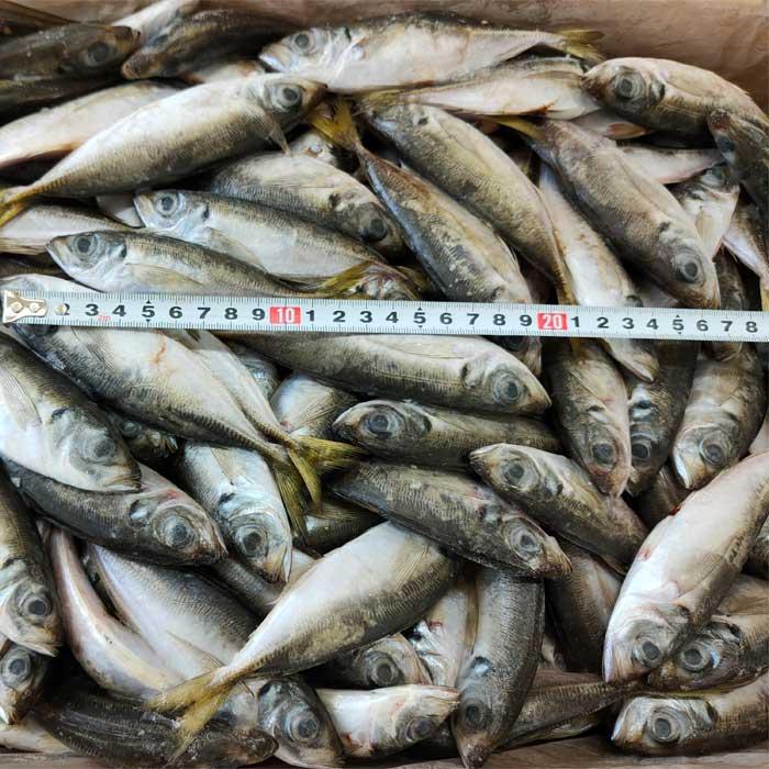 小あじ10kg板(大) 釣り餌 アジ 冷凍板 同梱不可 冷凍 