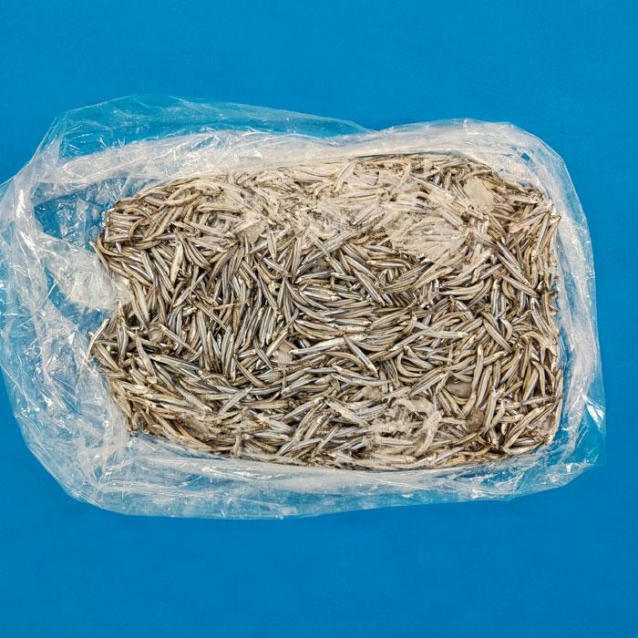 きびなご5kg 2入 釣り餌 きびなご キビナゴ 冷凍板 同梱不可 冷凍