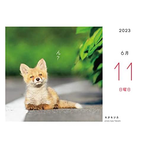 ふわもこ365日 いやしの動物日めくりカレンダー 2023｜bluehawaii｜07