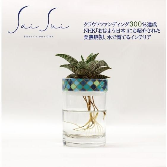 Saisui モロッコ ブルー サボテン 水耕栽培 フラワーベース 花瓶 1003 Blueplants 通販 Yahoo ショッピング
