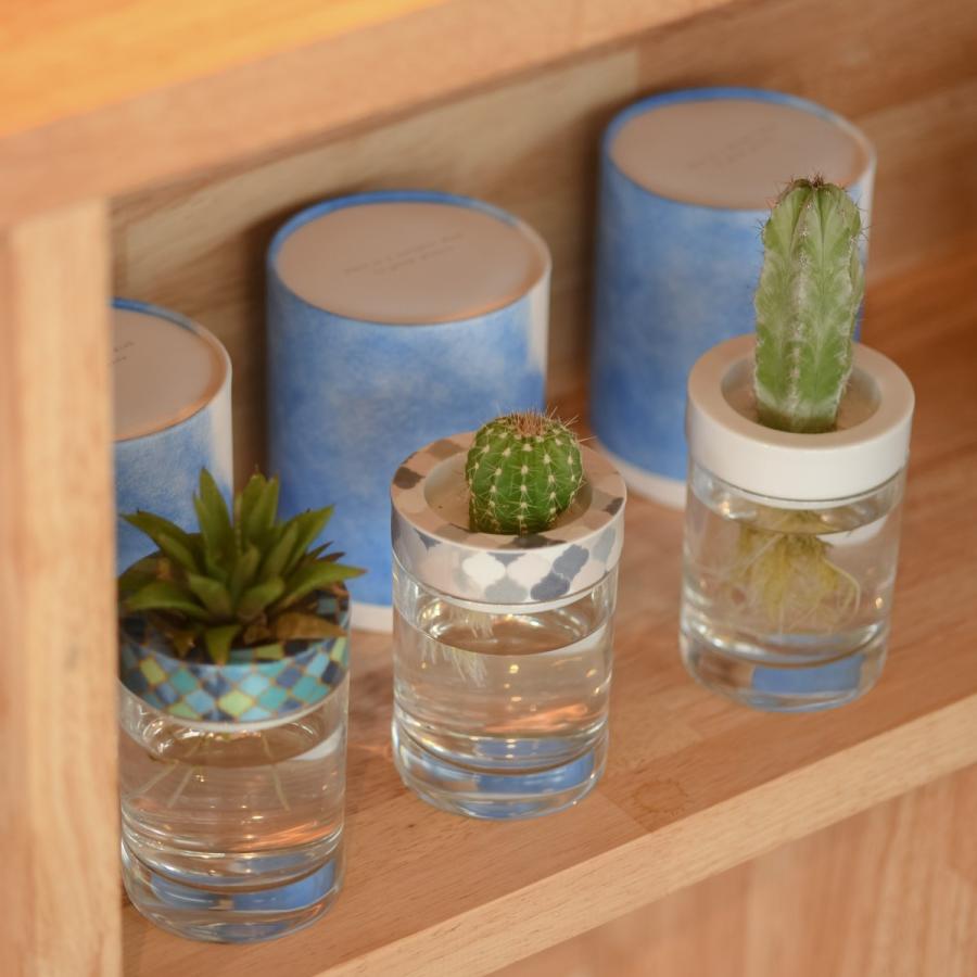 Saisui モロッコ ブルー サボテン 水耕栽培 フラワーベース 花瓶 1003 Blueplants 通販 Yahoo ショッピング