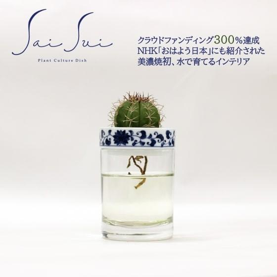 Saisui 菊唐草 サボテン 水耕栽培 フラワーベース 花瓶 1006 Blueplants 通販 Yahoo ショッピング