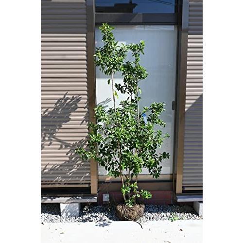 ソヨゴ 株立ち ソヨゴ大きい苗