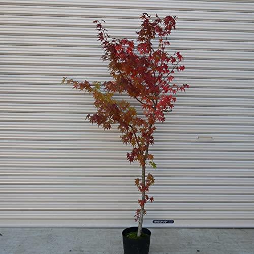 ヤマモミジ 山もみじイロハモミジ苗 山紅葉苗木