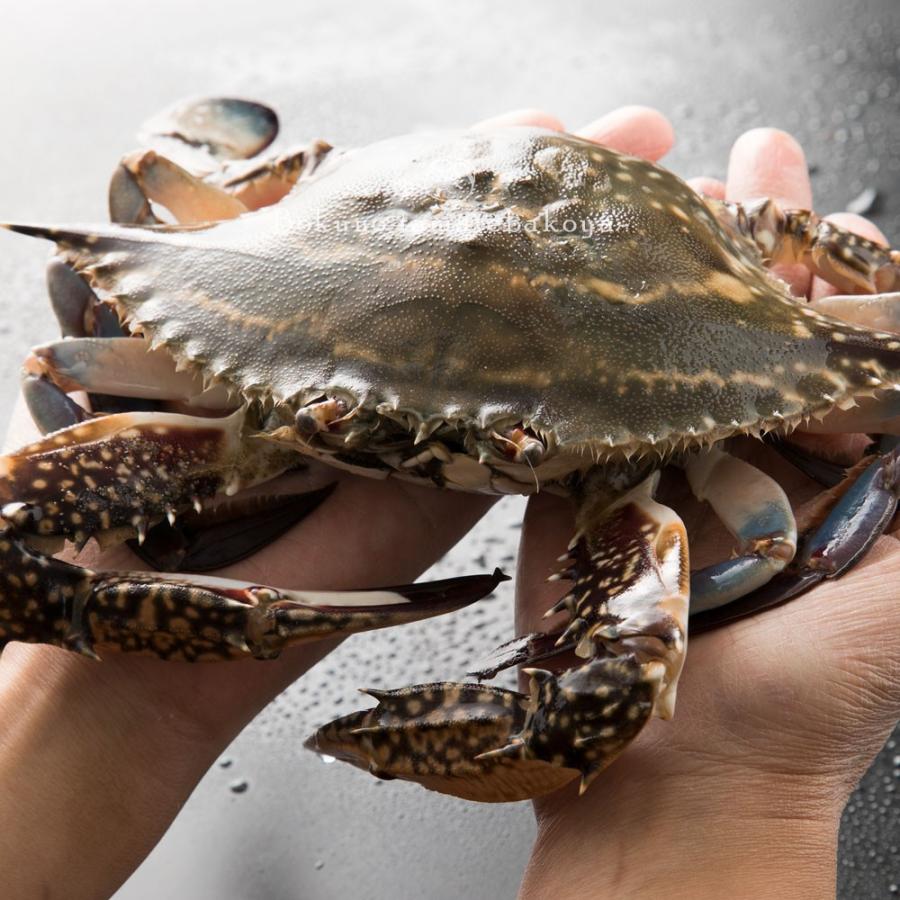 数量期間限定 活 瀬戸内 渡り蟹メス 水揚げ直送品 蟹 カニ かに わたりがに 瀬戸内海 生 数量限定 A Cp ぼくの玉手箱屋ー 通販 Yahoo ショッピング