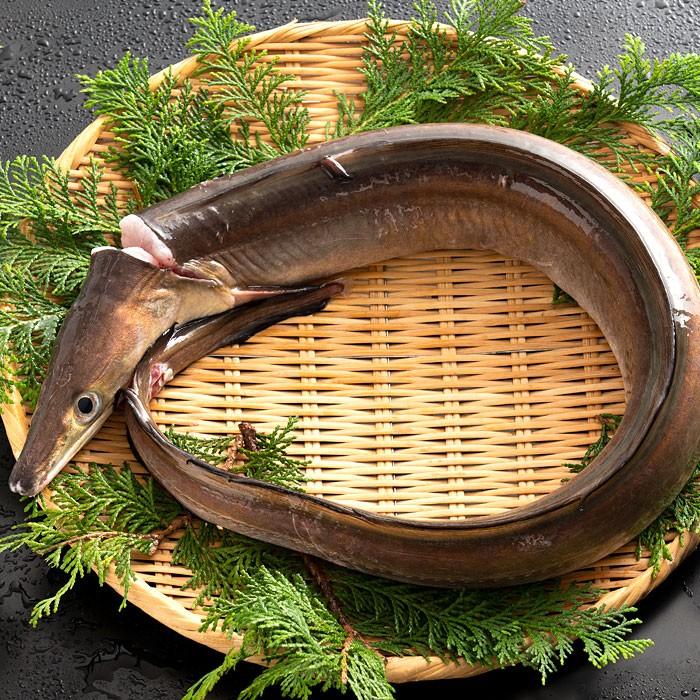 鮮魚 直送 ハモ 生 はも 大 1尾 1kg 1 5kg 天然 ハモ 香川県産 神経抜き 冷蔵 送料無料 鱧 魚 湯引き 蒲焼き グルメ 5月 11月のみ期間限定 I ぼくの玉手箱屋ー 通販 Yahoo ショッピング