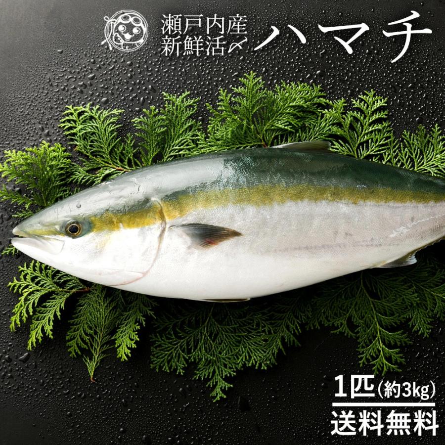 保存版 造り 海鮮丼 刺身 照り焼き カマ焼き 大分 市場直送 寿司 一本物