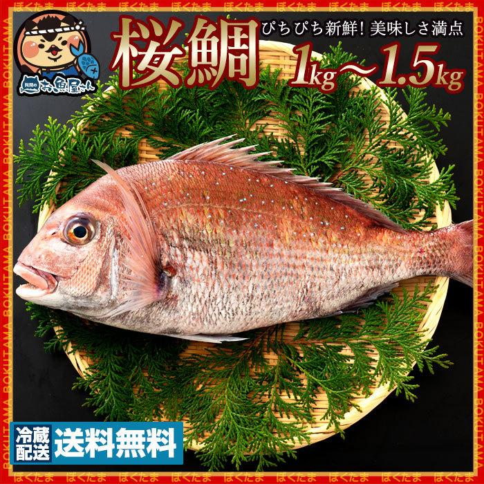 天然真鯛 マダイ 桜鯛 瀬戸内海産 約 1kg 1 5kg 神経抜き 真鯛 送料無料 鮮魚 たい タイ 白身 魚 刺身 お祝い お食い初め グルメ I ぼくの玉手箱屋ー 通販 Yahoo ショッピング