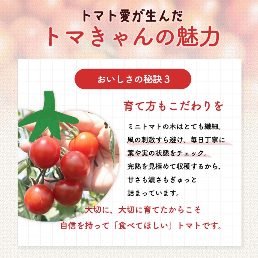 2026年9月中は販売停止】トマト ミニトマト 「かがわ農園のミニトマト