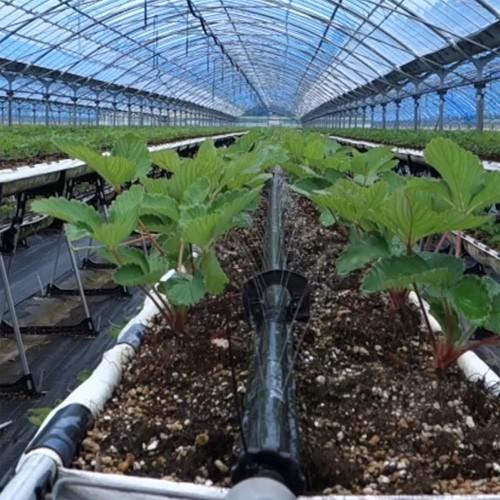 住化農業資材株式会社　スミチューブウエシタ　２００m巻　5個セット 楽天市場】住化農業資材 スミチューブ ウエシタ 200m巻 0.3mmφ(上) 0.4