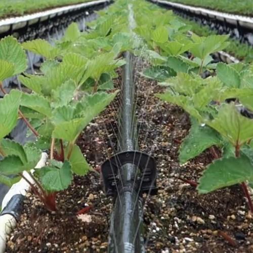 住化農業資材株式会社　スミチューブウエシタ　２００m巻　5個セット 楽天市場】(5巻セット特価) 灌水チューブ スミチューブ ウエシタ 200m