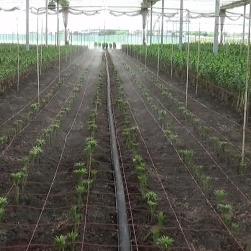 住化農業資材 灌水チューブ ミストエース35ダブルウィング WB8401 100M