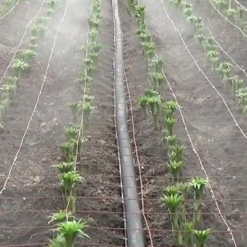 住化農業資材　灌水チューブ　ミストエース35ダブルウィング　農業用　潅水　散水幅2.5M　WB8401　100M×2巻　無マルチ向け　散水
