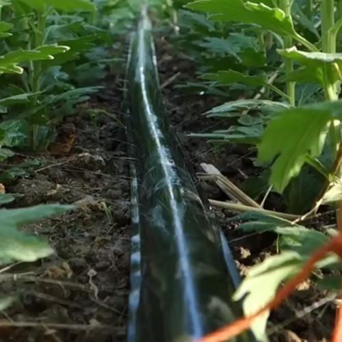 スミサンスイチューブ　灌水チューブ　散水用　水撒き 住化農業資材 灌水チューブ スミサンスイNEWマルチ60 WB8038 100M × 5