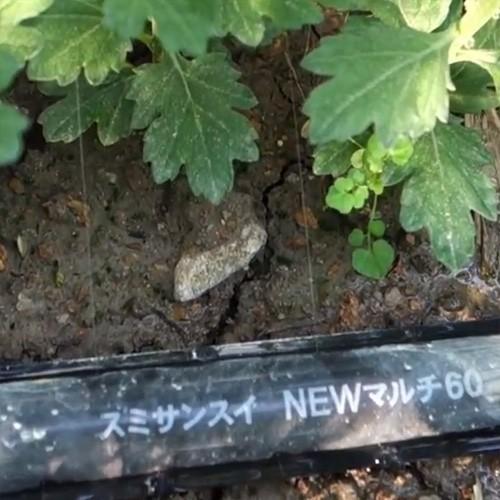 住化農業資材 灌水チューブ スミサンスイNEWマルチ60 WB8038 100M × 5