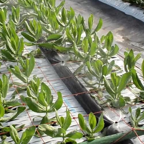 住化農業資材 灌水チューブ スミホース WB5711 50M × 2巻 ノズル別売り