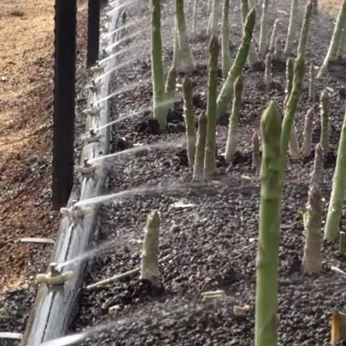 住化農業資材 灌水チューブ スミホース WB5711 50M × 2巻 ノズル別売り