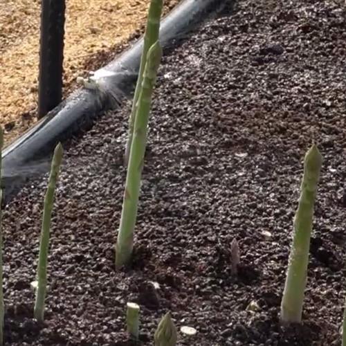 住化農業資材 灌水チューブ スミホース WB5711 50M × 2巻 ノズル別売り