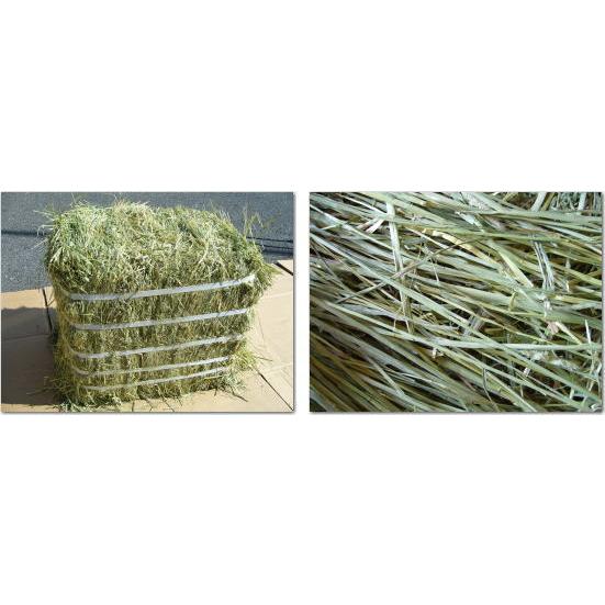 牧草市場 カナダ産 プレミアム チモシー 1番刈り 1kg (500g×2パック)|bokusoichiba|02