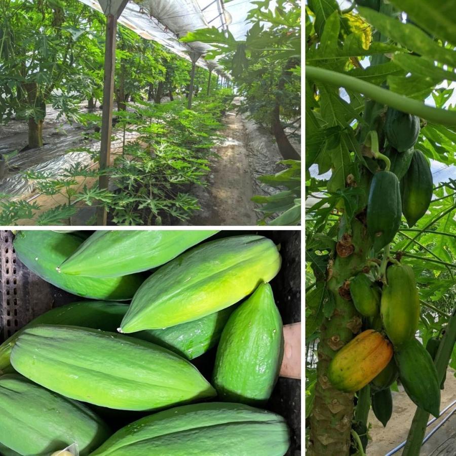 タイ品種 青パパイヤ 9.5〜10kg前後 国産 千葉県産 野菜 酵素 スーパー