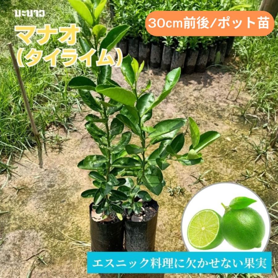 マナオの種の作り方 , …さっぱりヘルシーな豚しゃぶのタ … – AUREA