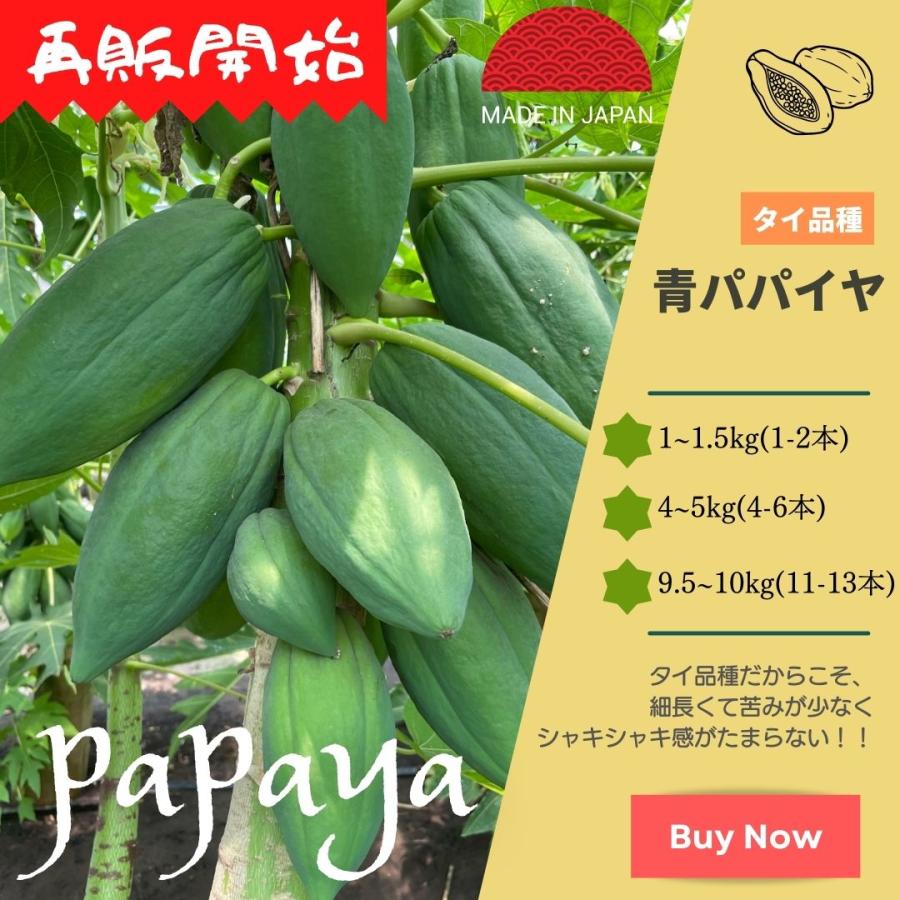 タイ品種 青パパイヤ 1〜1.5Kg前後(1〜2本位)国産 千葉県産 野菜 酵素 スーパーフード パパイヤ ソムタム サラダ :0001:BOKUZOU Yahoo!店 - 通販 - Yahoo!ショッピング タイ品種 青パパイヤ 1〜1.5Kg前後(1〜2本位)国産 千葉県産 野菜 酵素 スーパーフード パパイヤ ソムタム サラダ :0001:BOKUZOU Yahoo!店 - 通販 - Yahoo!ショッピング