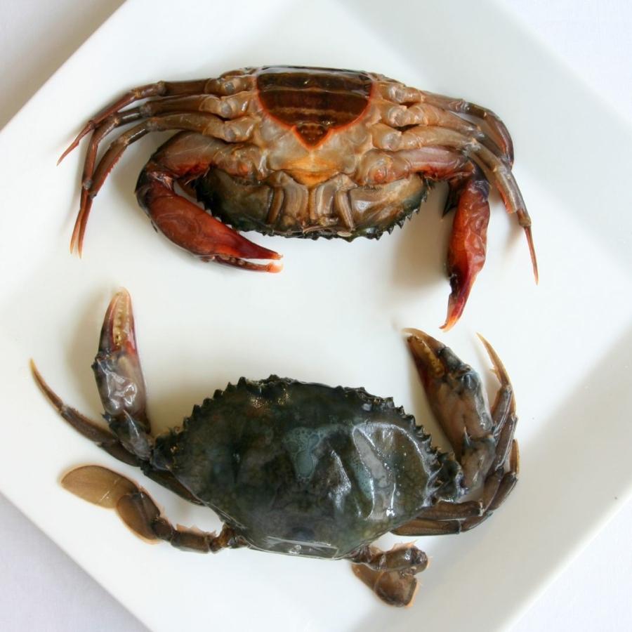 冷凍品 送料無料対象 ソフトシェルクラブ マングローブ蟹 １kg 冷凍 7 8匹入り アジアン食品 カニ タイ料理 0003 Bokuzou Yahoo 店 通販 Yahoo ショッピング