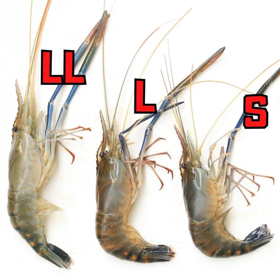 冷凍／オニテナガエビ（Lサイズ）500g（8匹入り）一部地域 送料無料