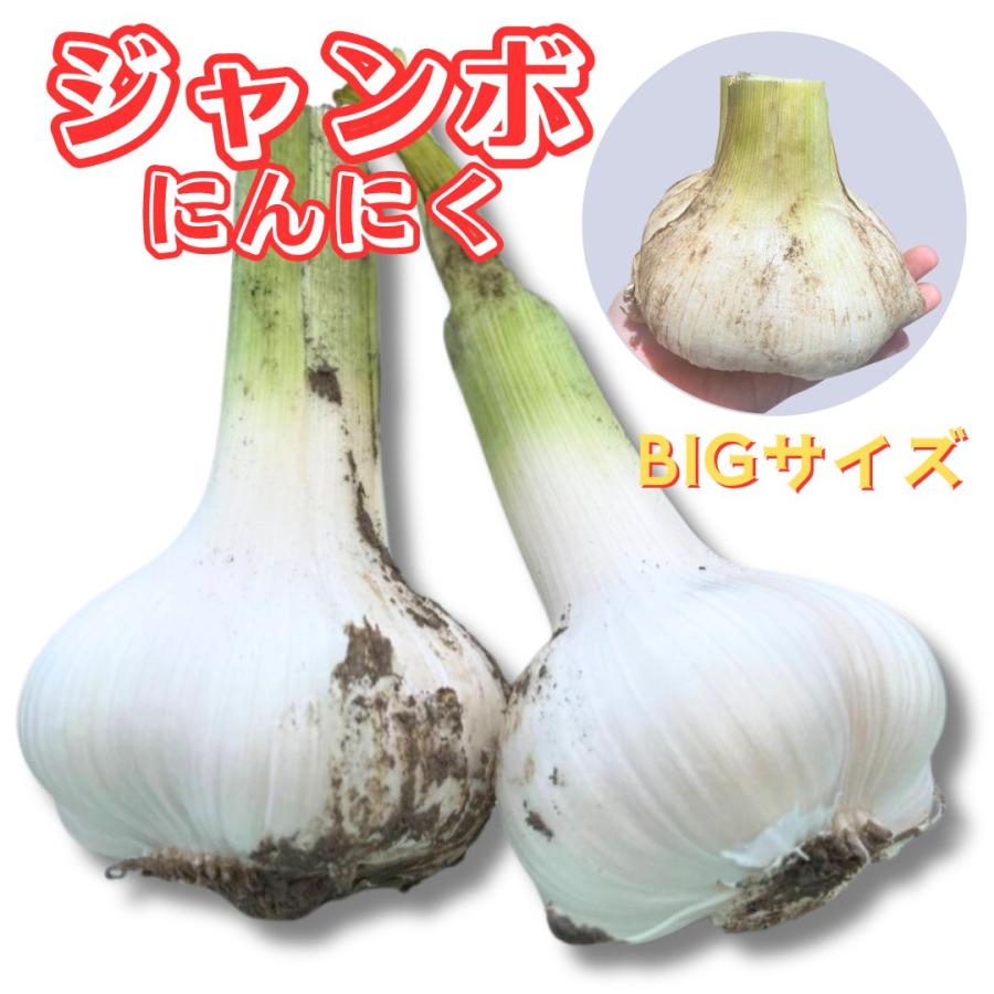 ジャンボにんにく 1キロ前後 送料無料 「冷蔵便」 千葉県産ジャンボ