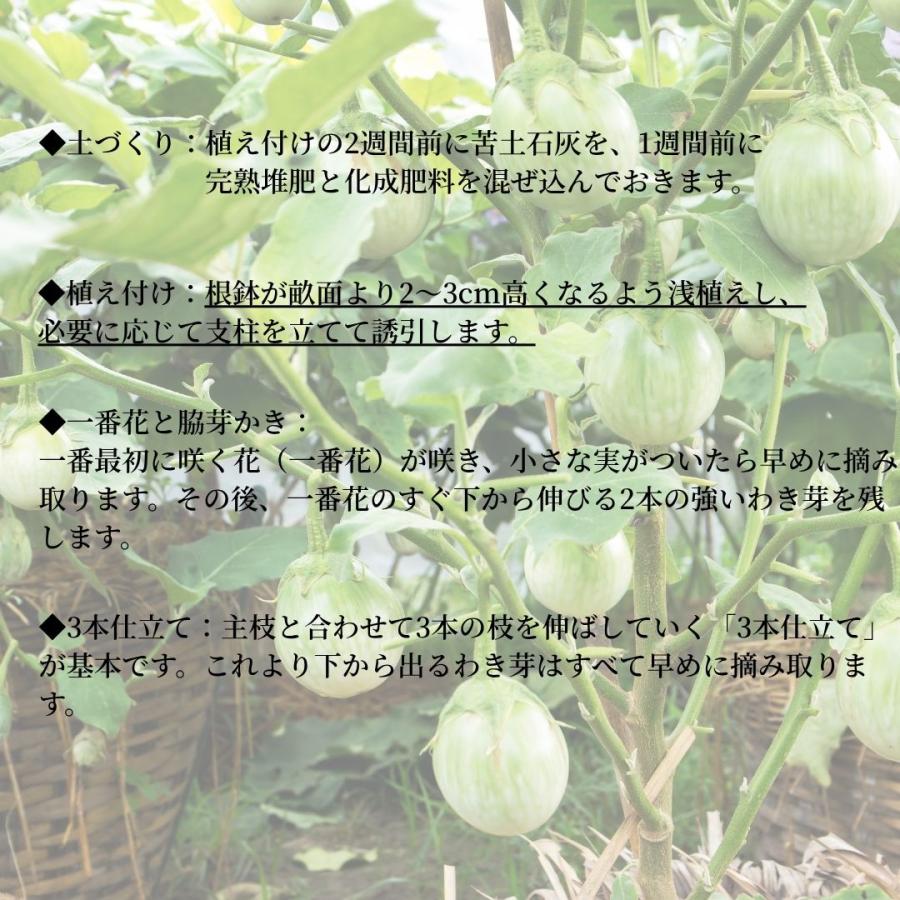 マクア（タイ茄子）10cm前後 苗 タイ 野菜 ナス 栽培 料理 エスニック