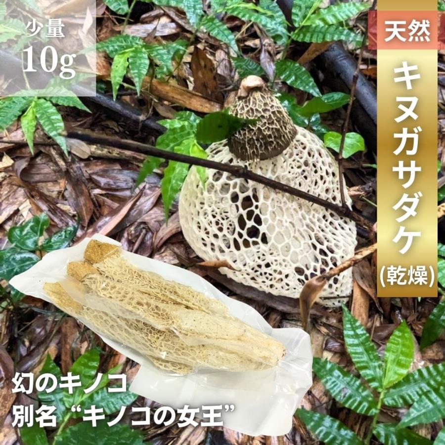 天然 乾燥 キヌガサダケ（衣笠茸）10g 高級食材 キノコ 薬膳 中国